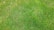 A close-up view of a well-maintained grassy lawn with lush, evenly spread green blades of grass.