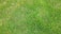 A close-up view of a well-maintained grassy lawn with lush, evenly spread green blades of grass.