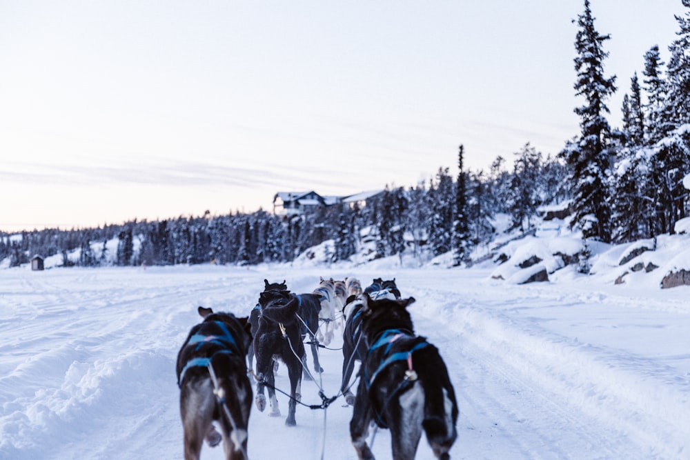 雪に覆われた地面をそりで走るオオカミの群れ