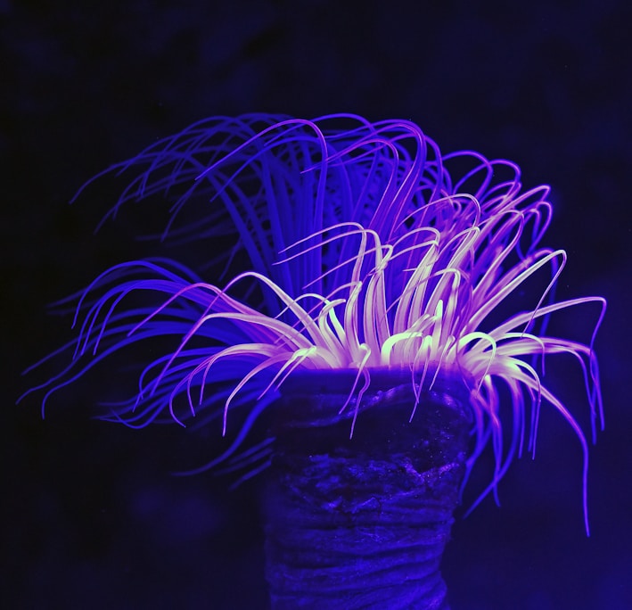 purple long leafed plant