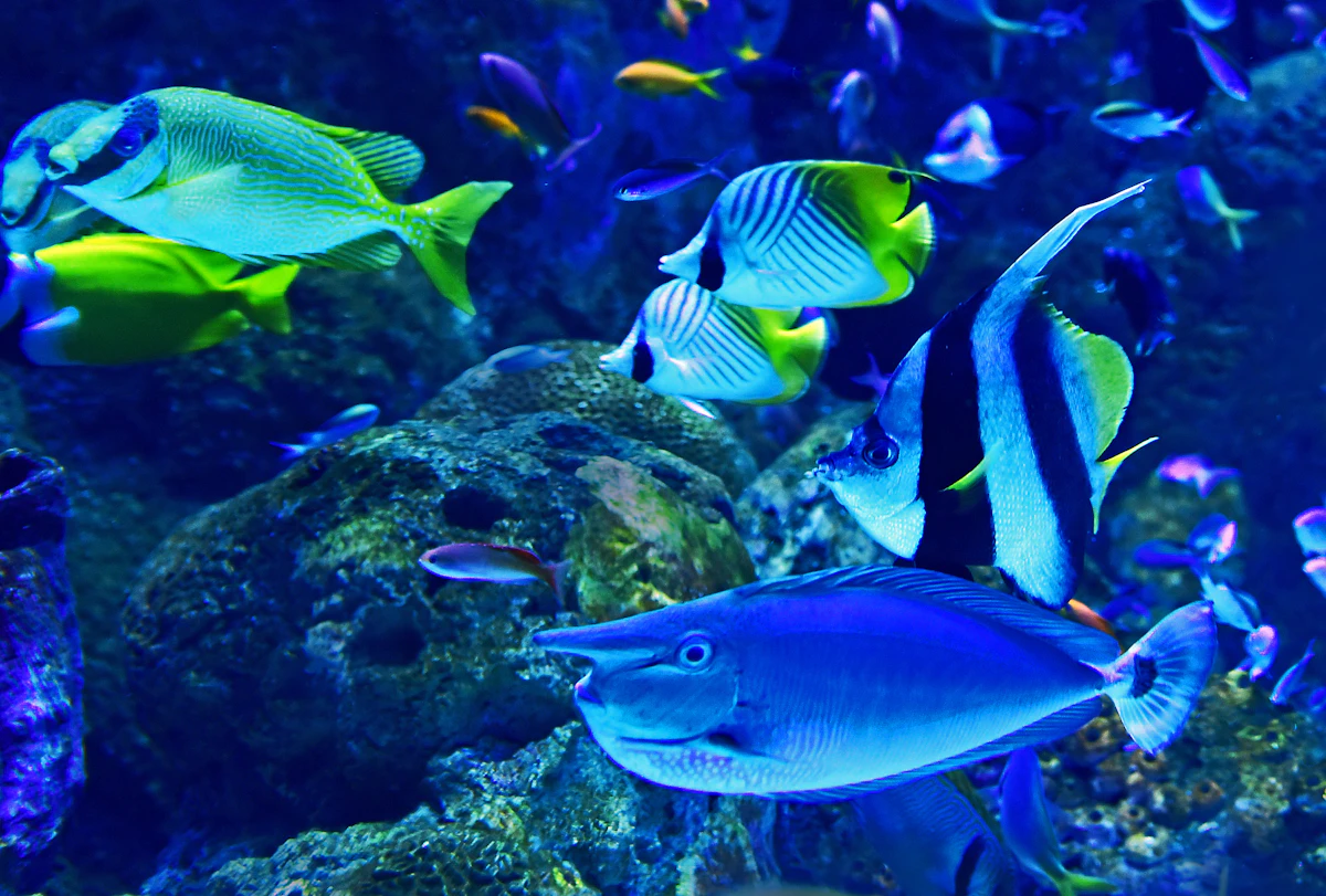 Peces de arrecife nadando entre coral con escondites