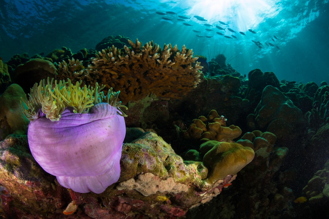 purple and green coral reef