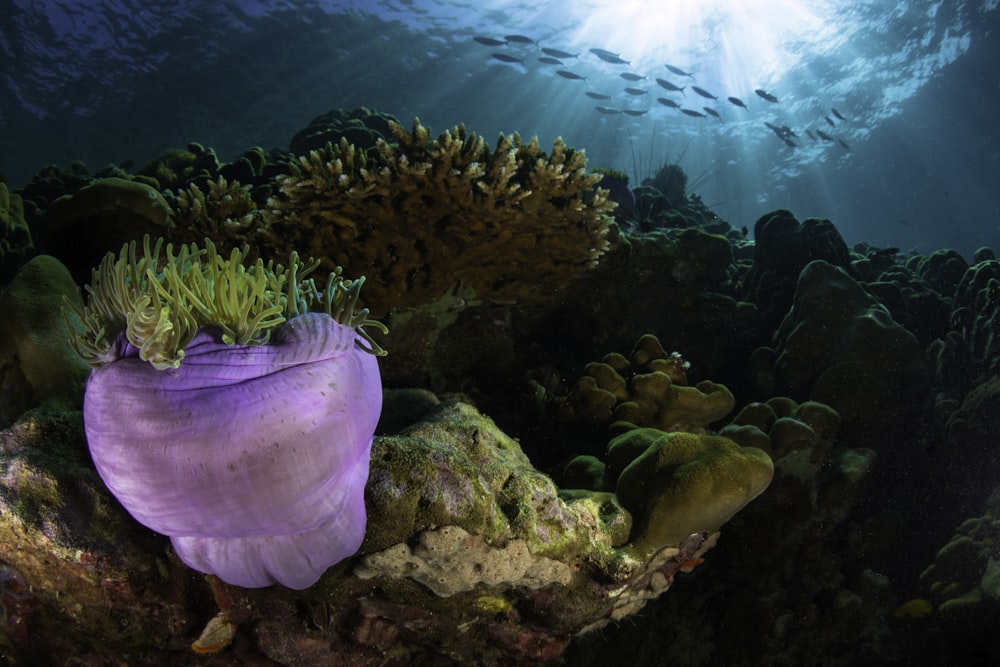 purple and green coral reef