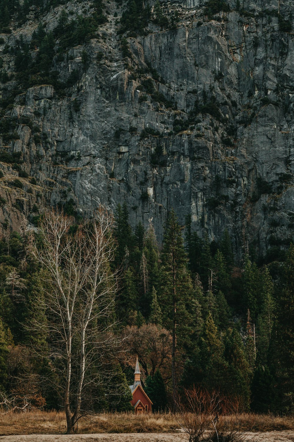 house surrounded by trees and mountain