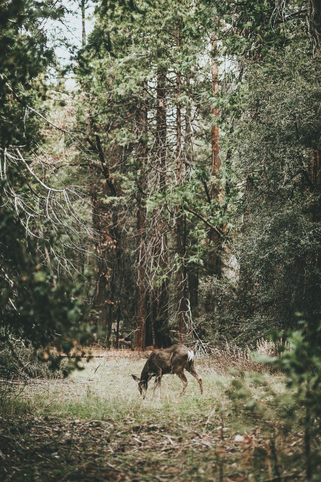 photograph of deer on woods