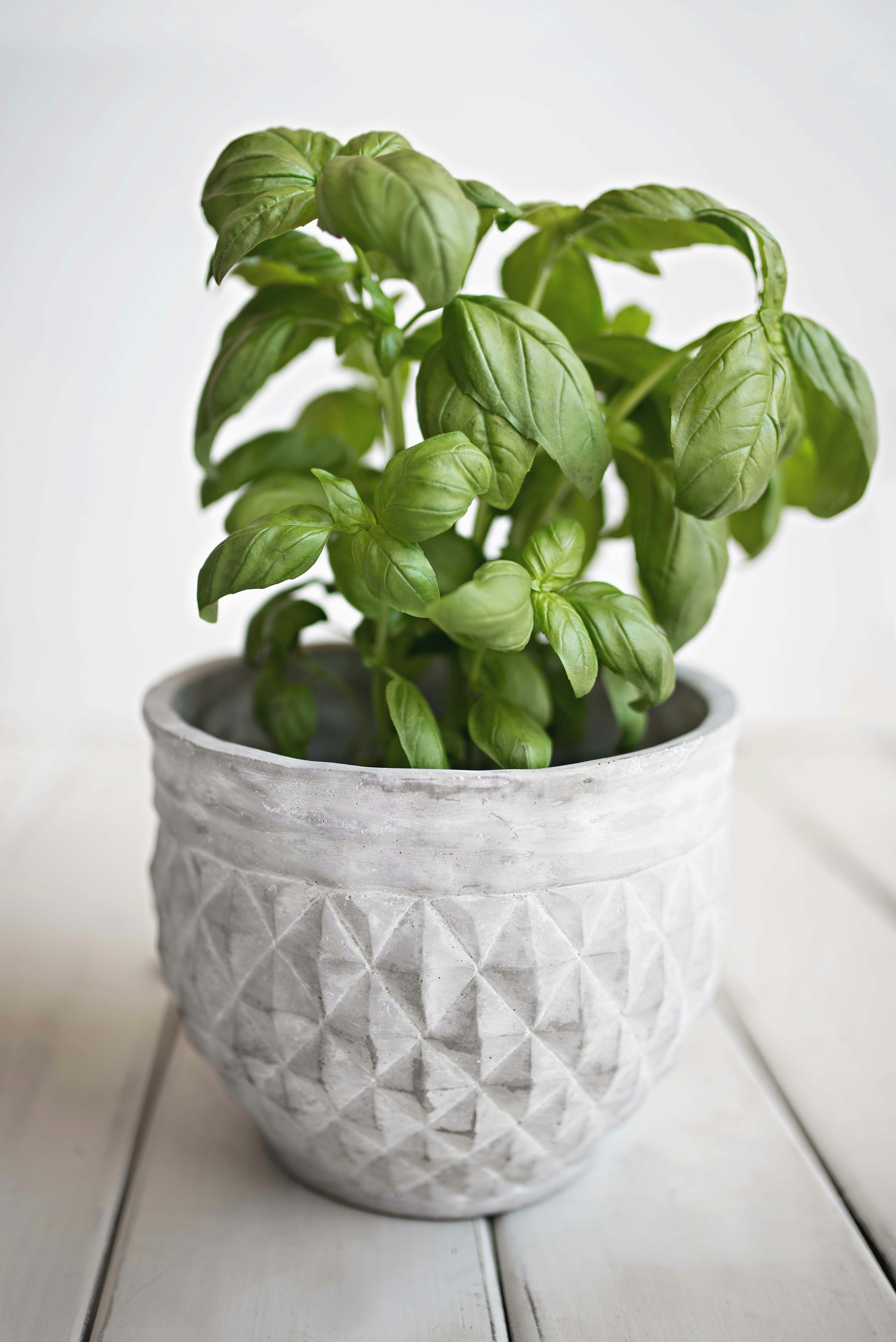 green leafed plant on white pot