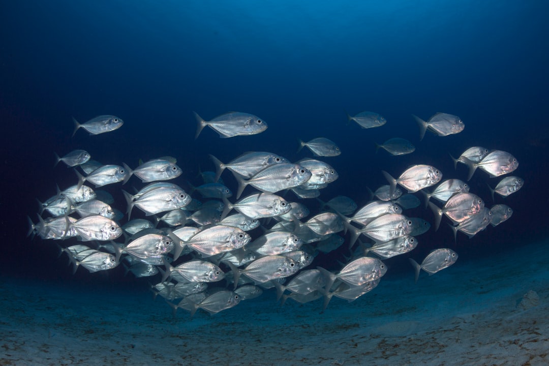 Underwater photo spot Amed Beach Lombok