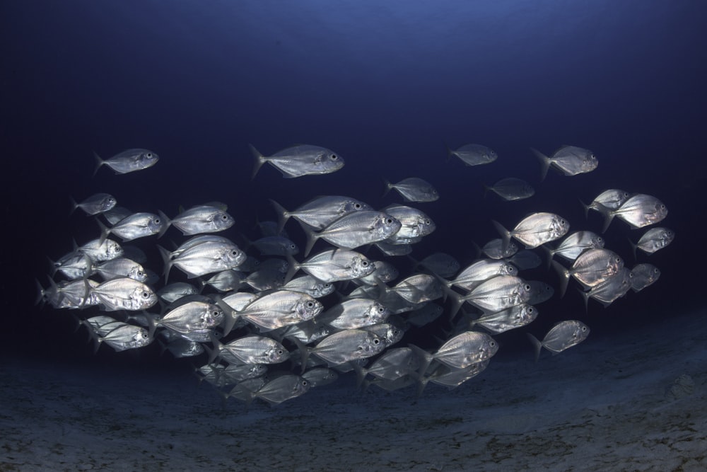 shoal of fish