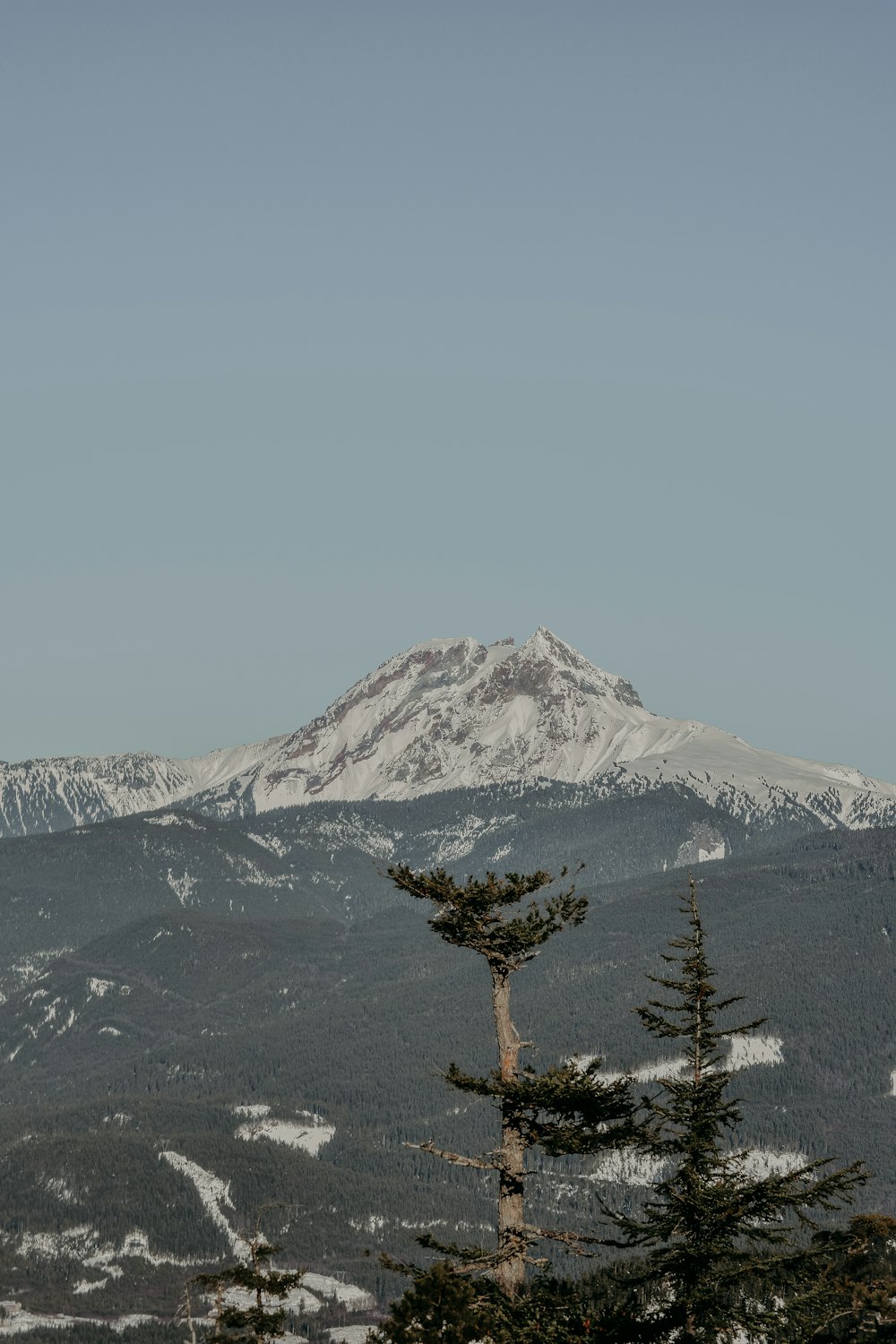 snowy white surrounded by trees