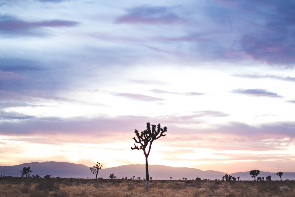 tree photography