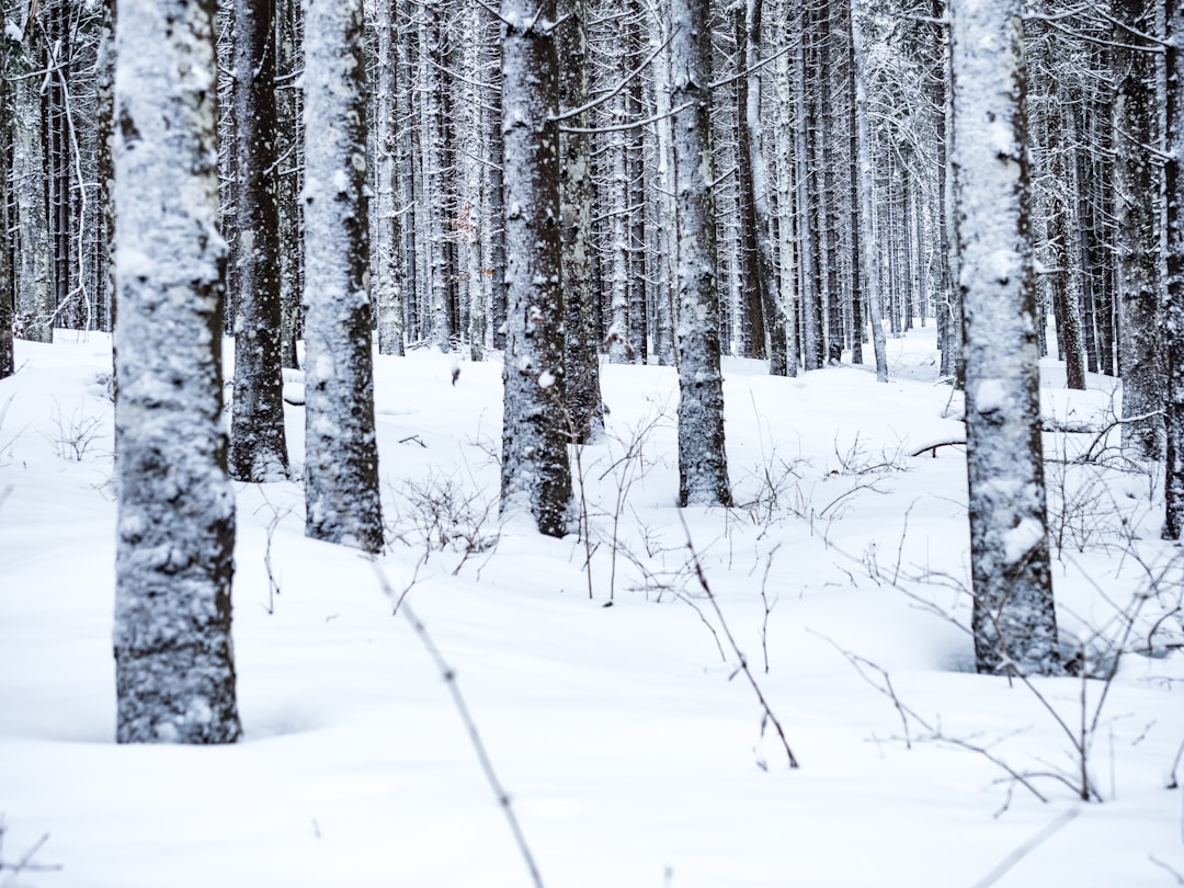 Forest photo spot Col du Mollendruz Switzerland