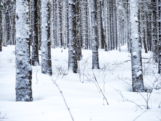 photo of trees covered with snow in Col du Mollendruz Switzerland