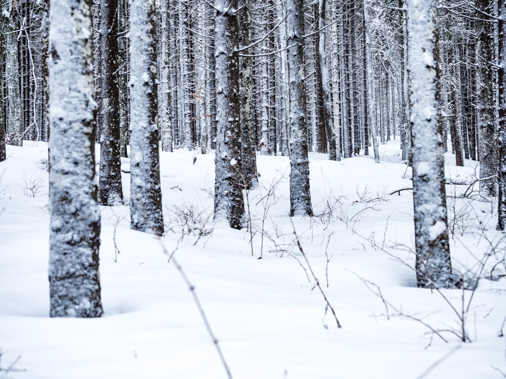 photo of trees covered with snow