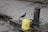 A crow is perched on a yellow plastic water container connected to a rusty public water tap by a plastic pipe, set on a pavement with some litter and puddles around.