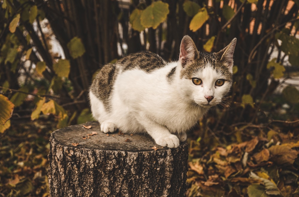 closeup photo of black and white tabby cat