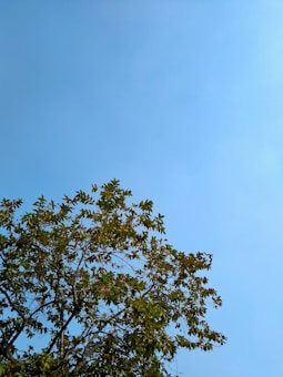 A clear blue sky with a lush green tree extending from the bottom left corner. The tree is full of leaves, suggesting a healthy and vibrant scene. The simplicity of the image highlights the contrast between the natural elements and the open sky, evoking a sense of tranquility and openness.