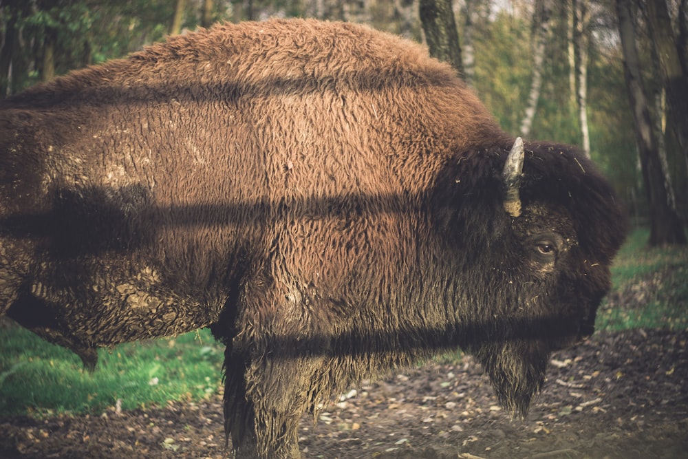 bison