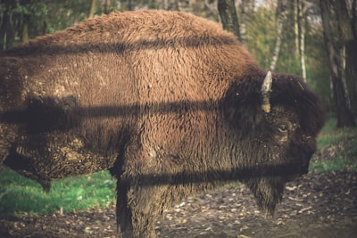 bison bison zoom background