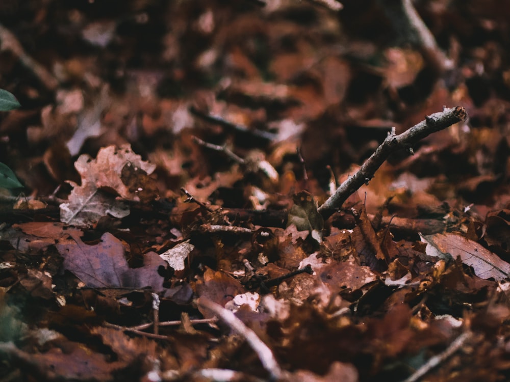 a close up of a bunch of leaves on the ground