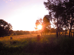 A warm, inviting photo of a farm gate surrounded by lush greenery under soft sunlight.
