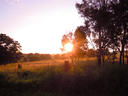 A warm, inviting photo of a farm gate surrounded by lush greenery under soft sunlight.