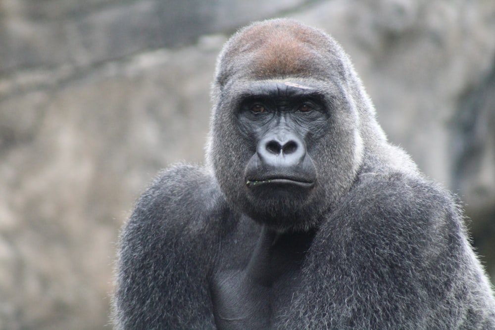 gorila de costas prateadas