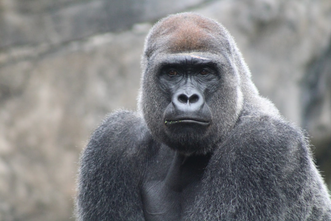  silver back gorilla gorilla