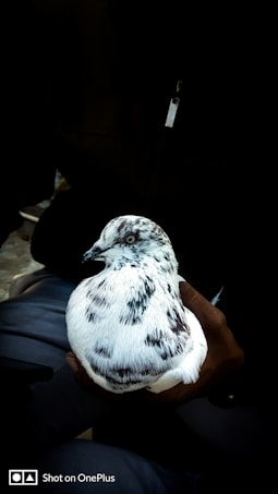 A white and black speckled pigeon is being held gently by a person wearing dark clothing. The bird appears calm and relaxed, with its feathers arranged smoothly.