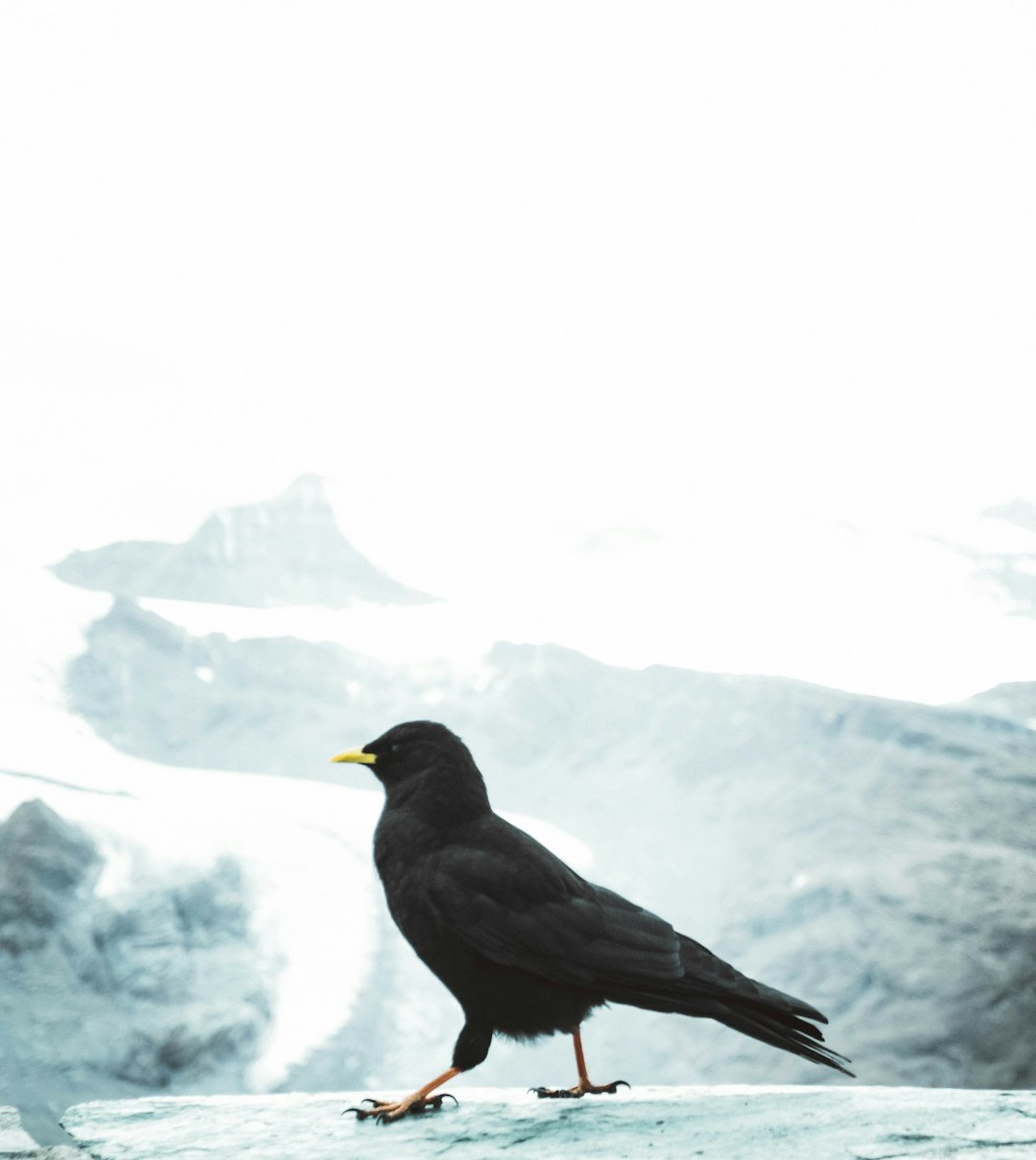 Wildlife photo spot Zermatt Eggishorn