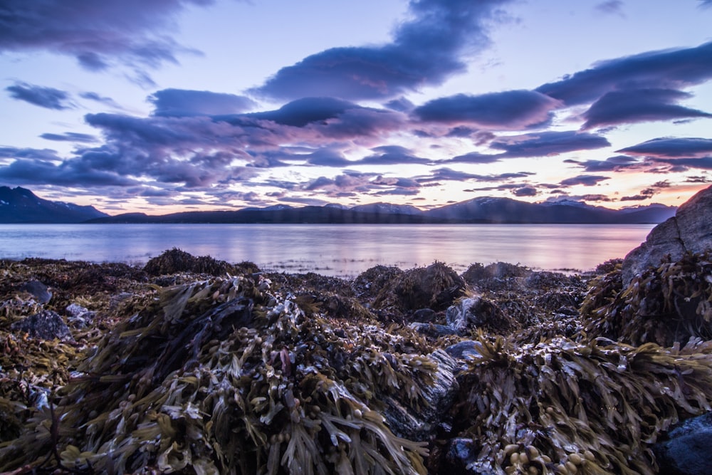 landscape photography of seashore