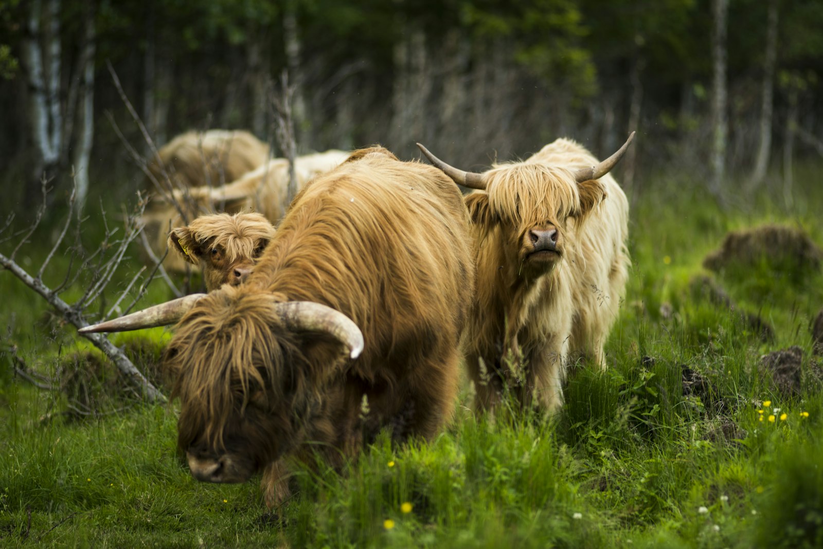 Nikon D810 + AF Nikkor 180mm f/2.8 IF-ED sample photo. Brown bulls in forest photography