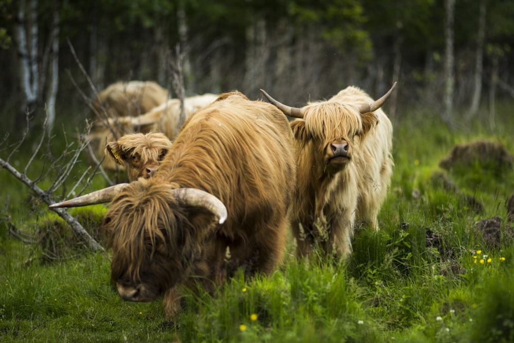 brown bulls in forest