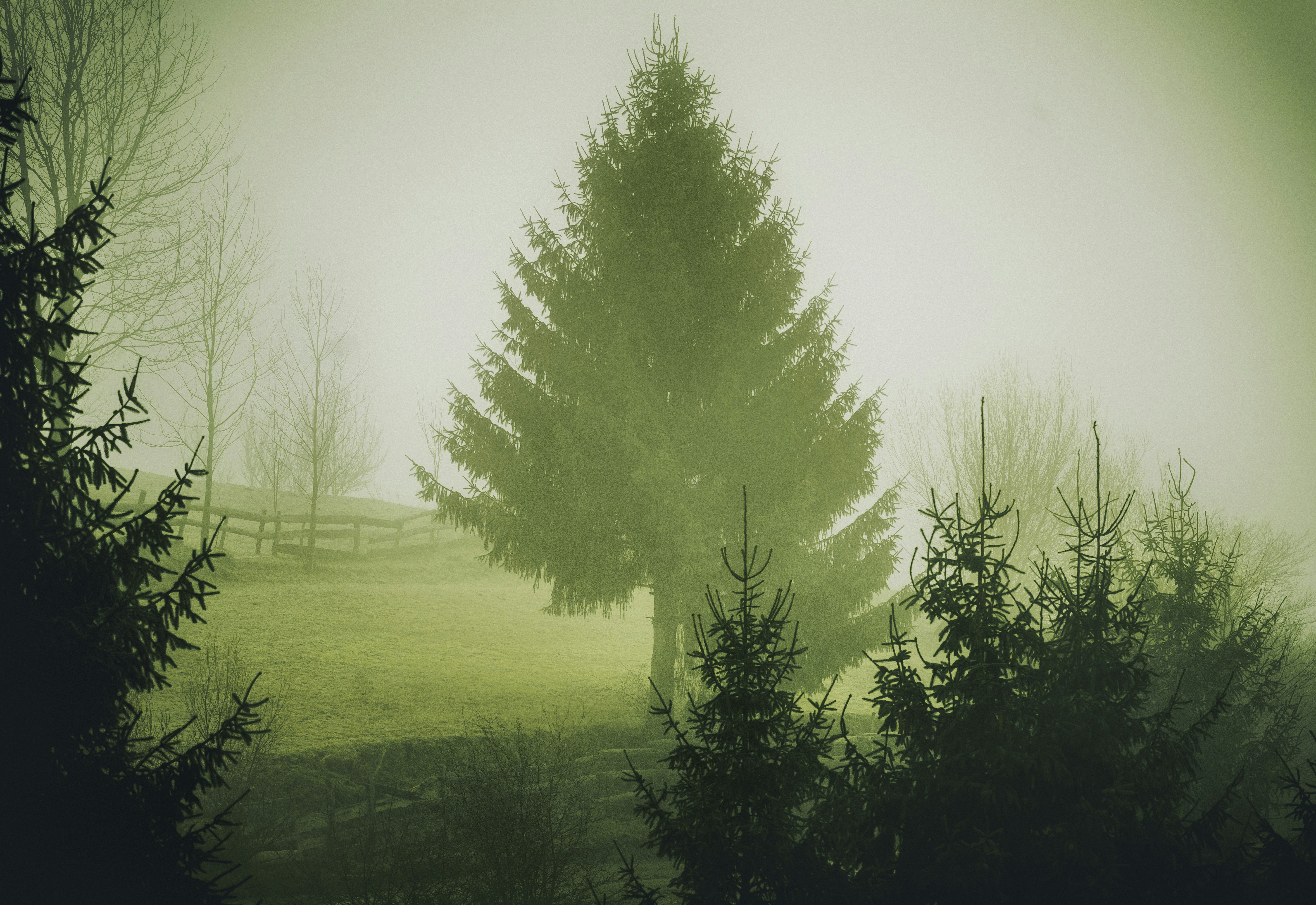 Transylvania, Romania - Another one from this morning’s series, a few minutes after the moon disappeared and the atmosphere looked like something out of Game of Thrones, but no blood, just the Winter :)