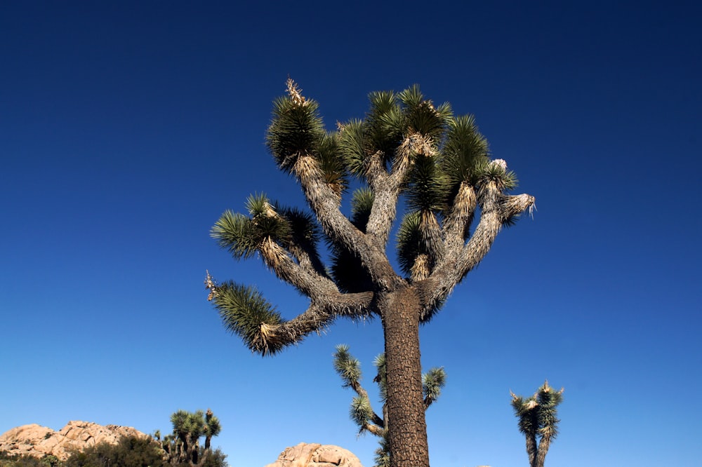 green leafed tree