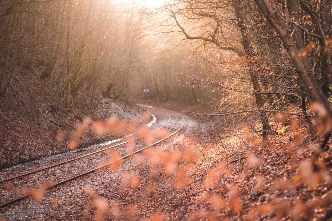 photo of Mariager Forest near Østre Anlæg