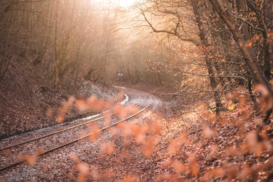 train rail between orange leaf trees in Mariager Denmark