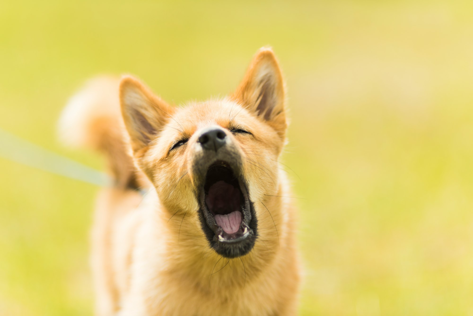 Stop Dog Barking Device