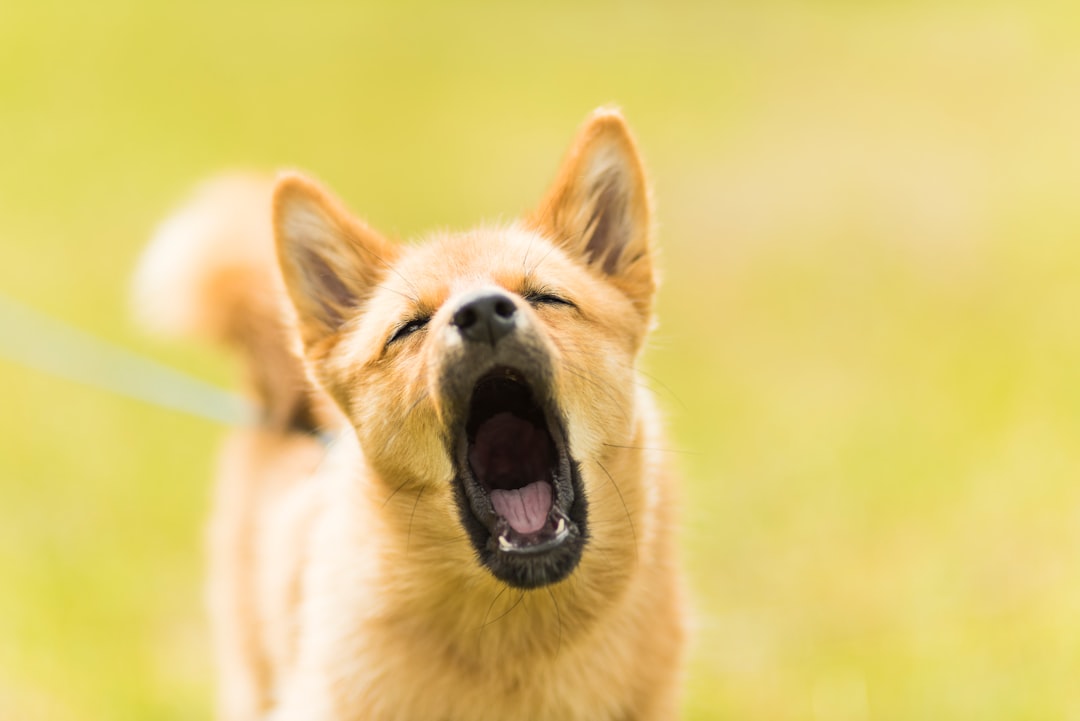 What to Do When Your Dog Bites