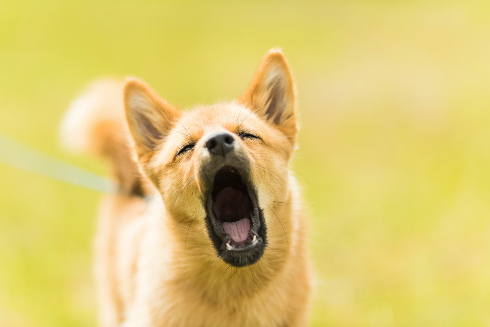 How can you train a dog to stop barking?