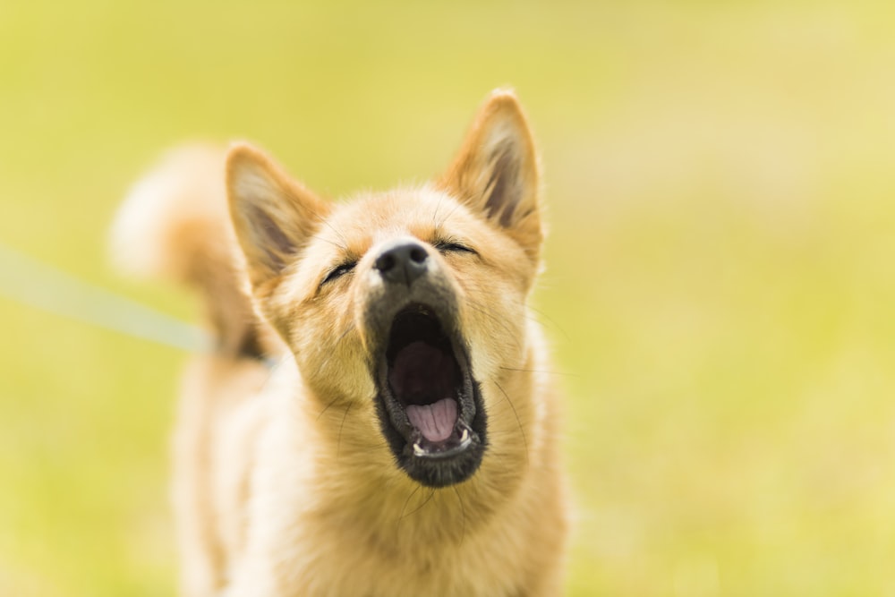 Barking Dog Pictures | Download Free Images on Unsplash