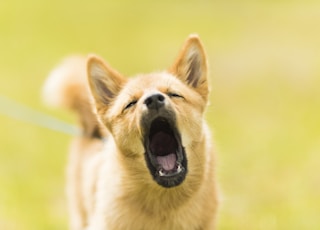 close up photography of dog barking