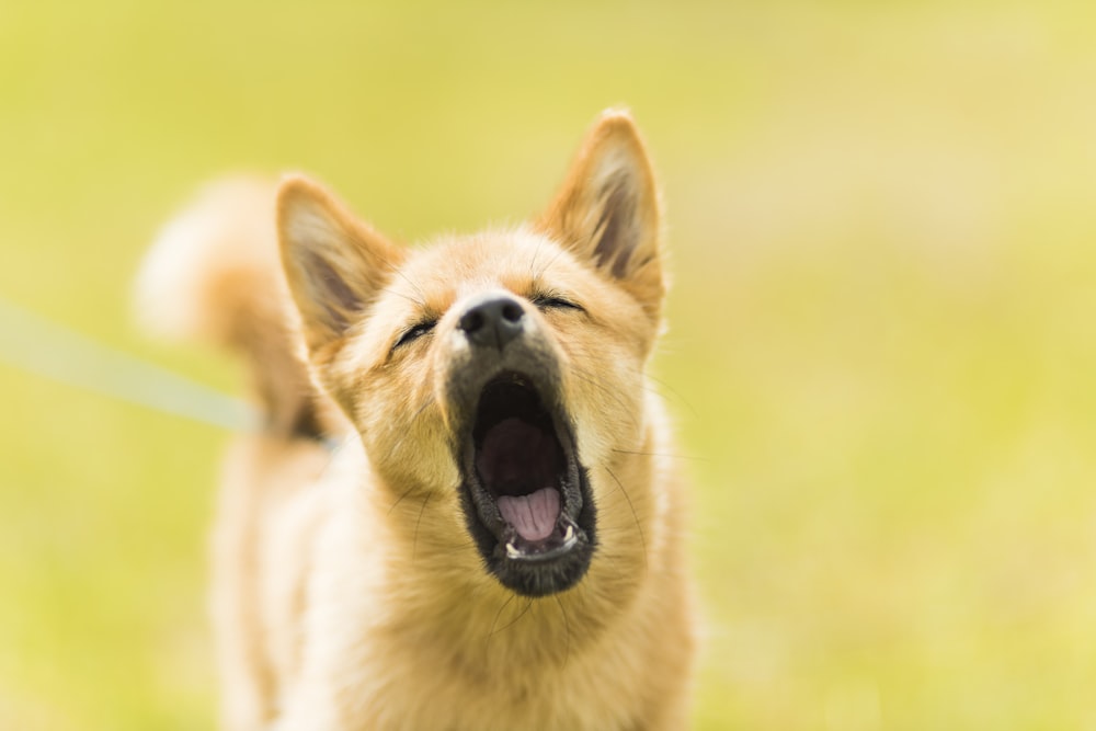 犬の吠え声の接写