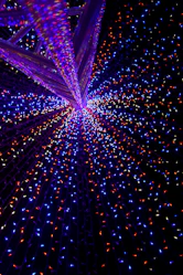 purple and red string lights