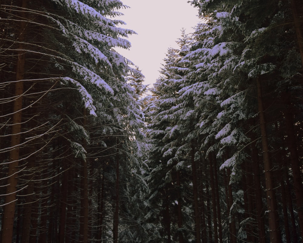 trees covered with snow