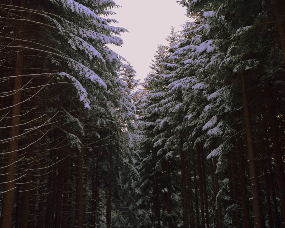 Forest photo spot Tyrawa Wołoska Poland