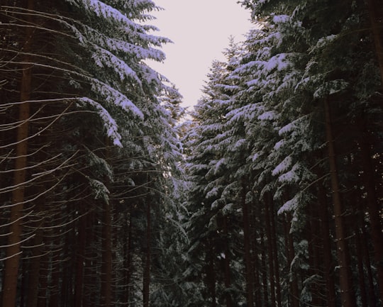 photo of Tyrawa Wołoska Forest near Bieszczady Mountains