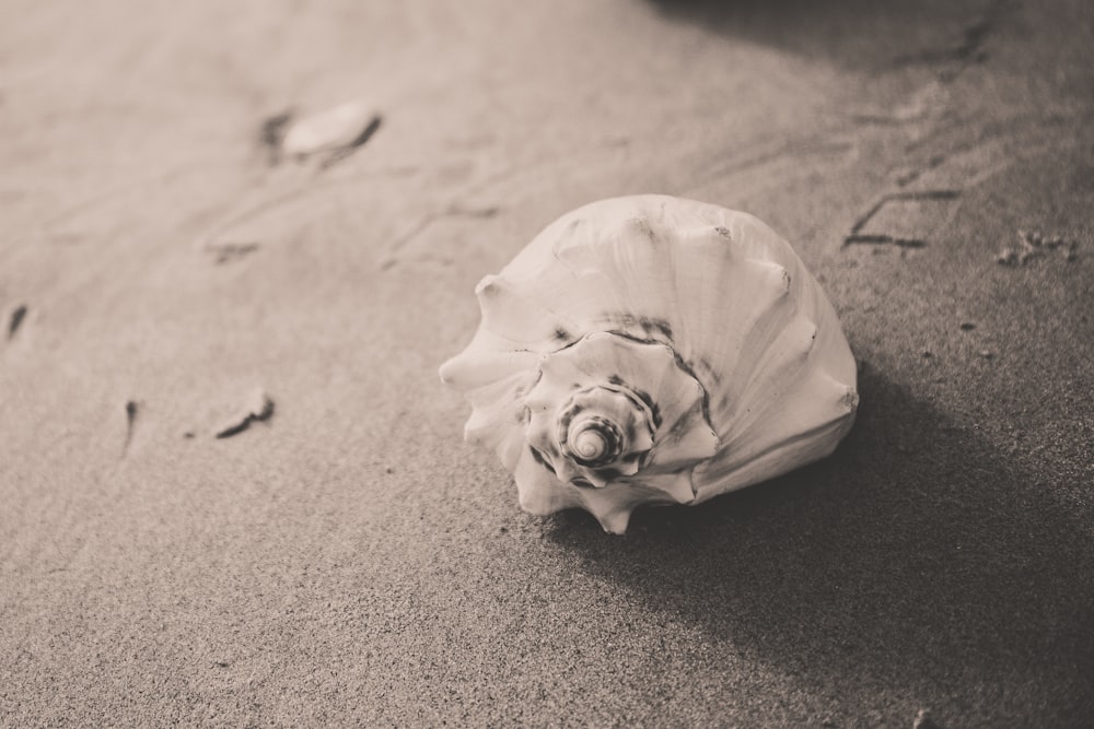 closeup photo of white seashell on sand