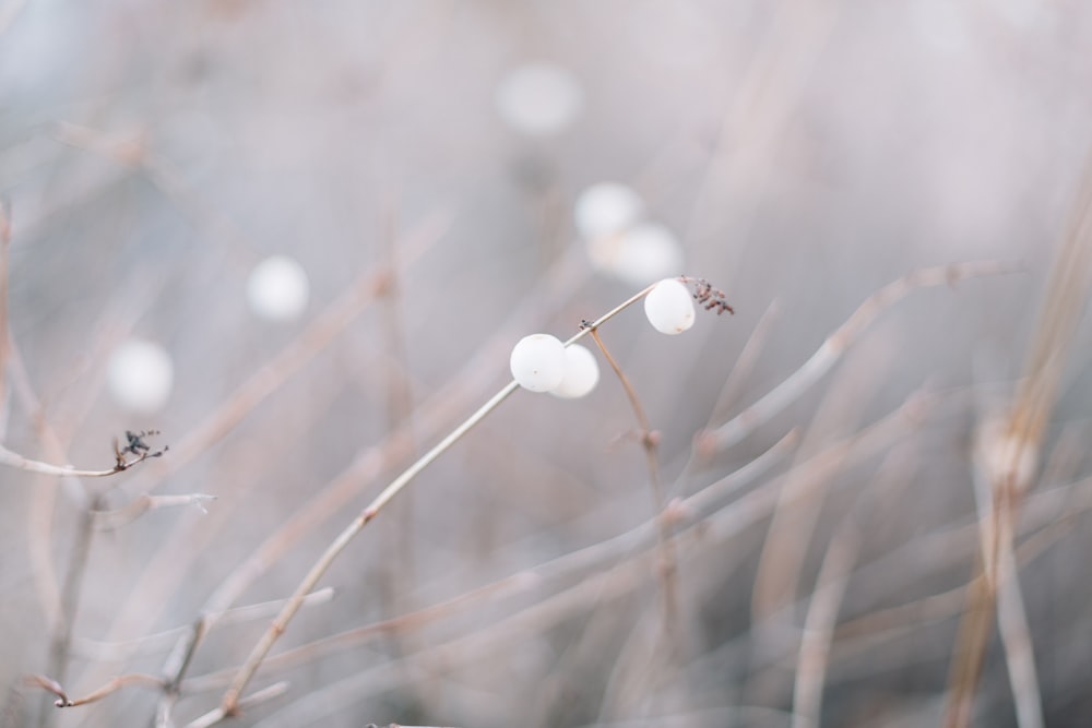 selective focus photography of brown grass