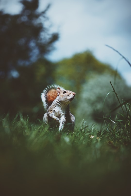 shallow focus photography of brown squirrel in Sheffield United Kingdom