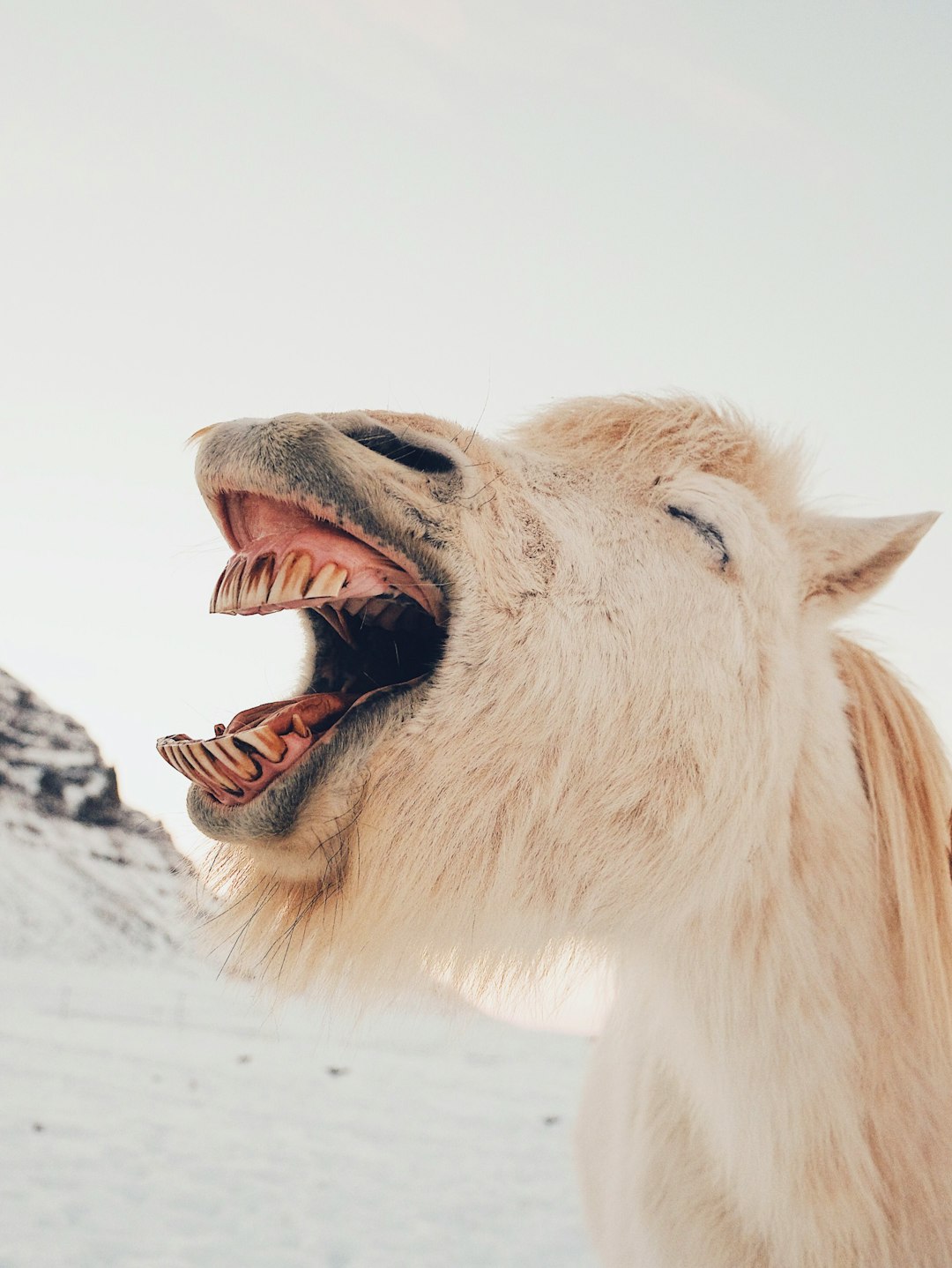 I’m not sure what I said to this Icelandic horse which was so amusing, maybe i was horsing around? We had just spent some time catching the last of the light over Kirkjufell before catching up with the locals.